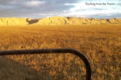 Alfalfa seed harvest 2016