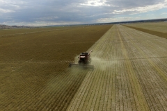 Alfalfa seed harvest 2016