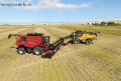 Alfalfa seed harvest 2016