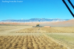 Alfalfa seed harvest 2016