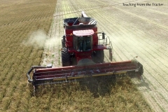 Alfalfa seed harvest 2016