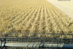 Alfalfa seed harvest 2016