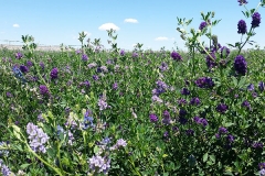 Alfalfa blooms