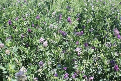 Alfalfa blooms