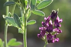 Alfalfa bloom