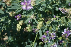 Alfalfa seed pods