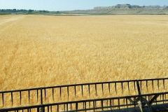 2016 barley harvest