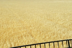 2016 barley harvest