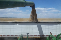 Loading barley into a grain trailer