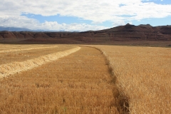 Straw windrow