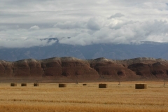 Barley field after harvest