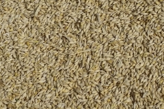 Barley close-up