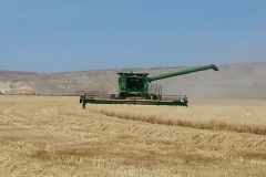 Combining the barley