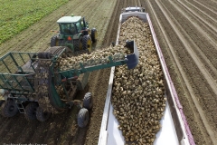 2016 sugar beet harvest