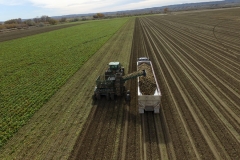 2016 sugar beet harvest