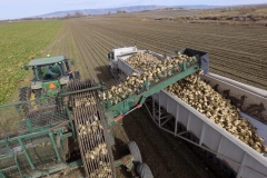 2016 sugar beet harvest