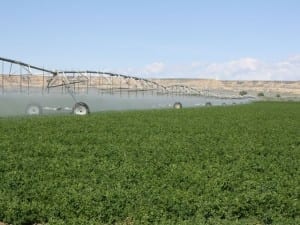 Alfalfa seed grown under center pivot