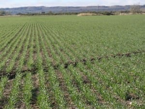 Newly emerged barley