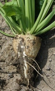 Sugar Beet