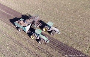 Sugar beet harvest